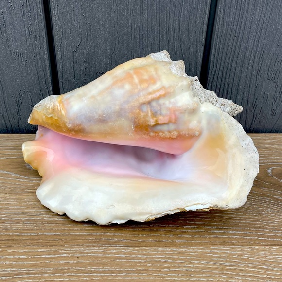 Large Conch Seashell - Picture 1 of 11